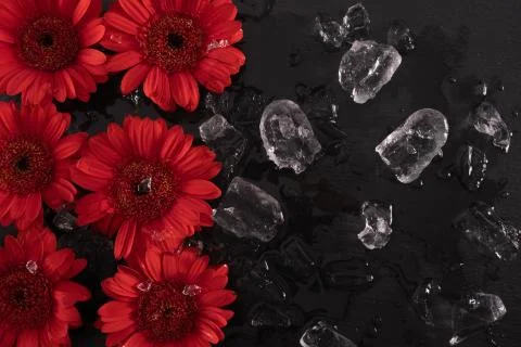 Bright red gerbera, next to the ice on the table Stock Photos