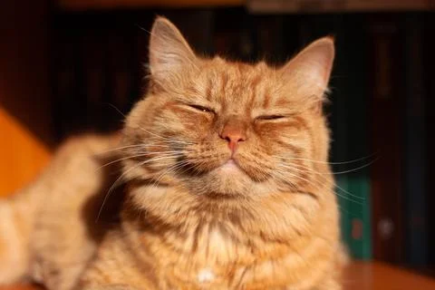 A bright red-haired, contented cat is lying in the sun, her muzzle raised up, Stock Photos