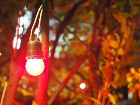 Bright red hanging light bulb, glow tree bush background, night Foto stock