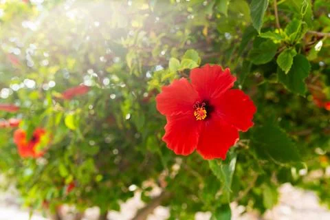 Bright red hibiscus flowers on tree with . Cyprus plants Stock Photos