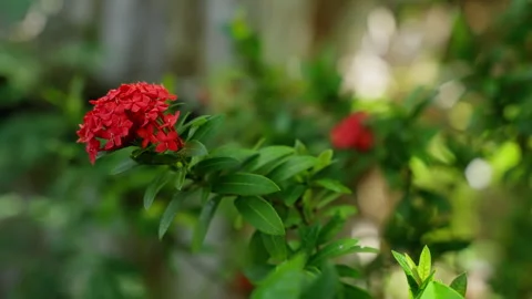 Bright red ixora bloom gently swaying, revealing delicate movement amid verdant Stock Footage 308677980