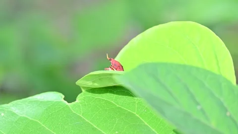 A bright red Kalidasa planthopper nymph. Stock-Footage 341785735