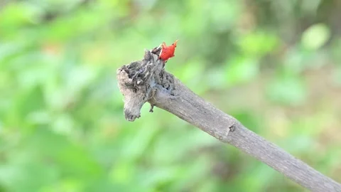 A bright red Kalidasa planthopper nymph. Stockbeeldmateriaal 341785935