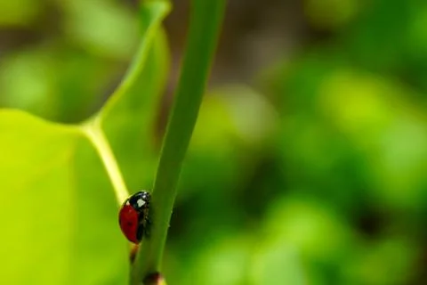 A bright red ladybug with black spots creeps on a green leaf. Stock Photos