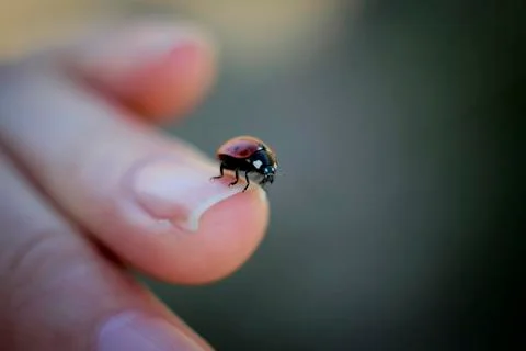 A Bright Red Ladybug On The Hand Stock Photos