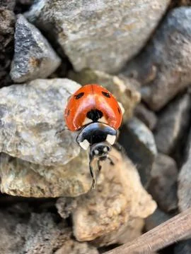 Bright Red Ladybug on Rocks Stock Photos