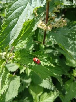 Bright red ladybug sitting on a green stinging nettle leaf Stock Photos