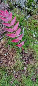 Bright red leaf foliage contrast with fresh green moss Stock Photos