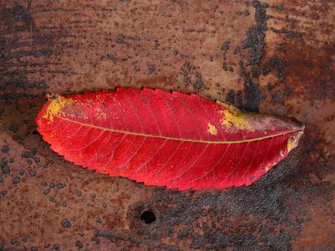 Bright red leaf resting on rough wooden surface during autumn season Stock Photos