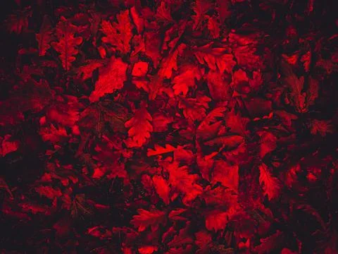 Bright red leaves, artistic processing for wallpaper or website design Stock Photos