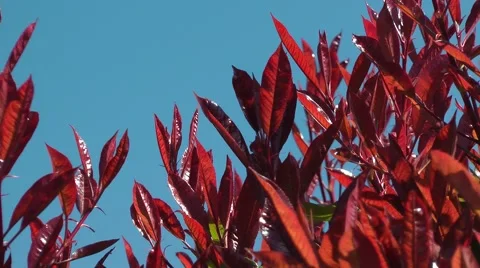 Bright red leaves deep blue sky gentle breeze movement Stock Footage 49437507