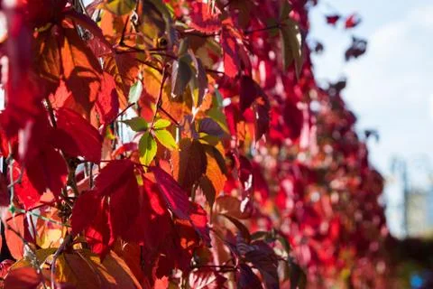 Bright red leaves Stock Photos