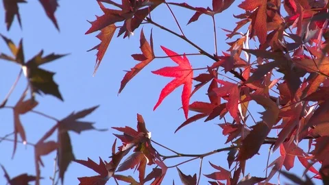 Bright red leaves on a tree Stock Footage 98678078