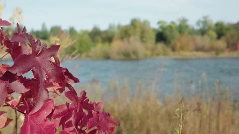 Bright red leaves on a tree in front of a river 스톡 동영상 290163216