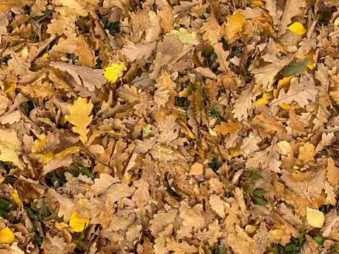 Bright red leaves for wallpaper or website design, beautiful texture Stock Photos