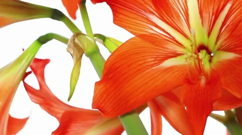 Bright red lily (pan) Stock-Footage 10756987