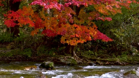 Bright red maple and mountain stream Stock Footage 145176171