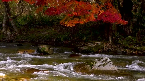 Bright red maple and mountain stream Stock Footage 145176190