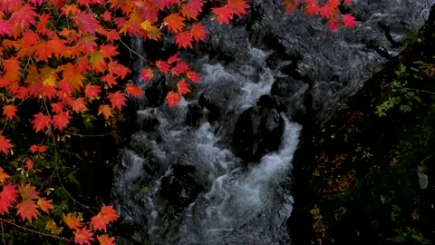 Bright red maple and mountain stream Video stock 145236825