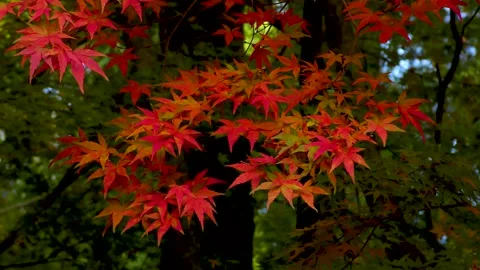 The bright red maple of the forest Video stock 145236839