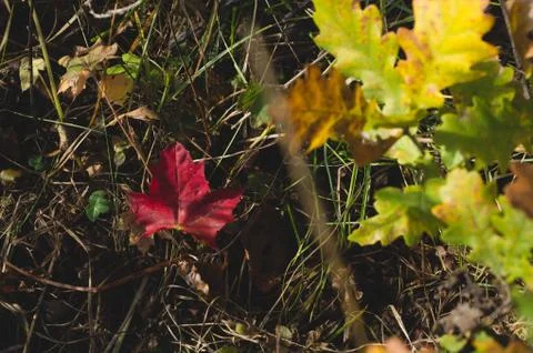 Bright red maple leaf  fallen on the ground. autumn background of forest Stock Photos