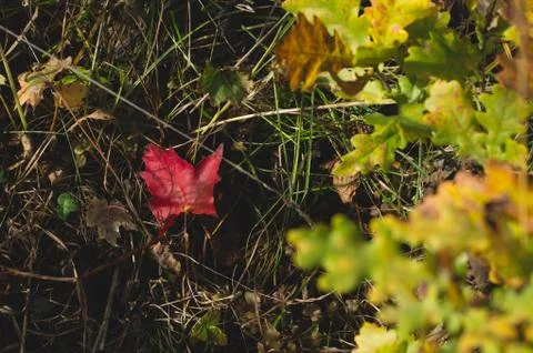 Bright red maple leaf  fallen on the ground. autumn background of forest Stock Photos