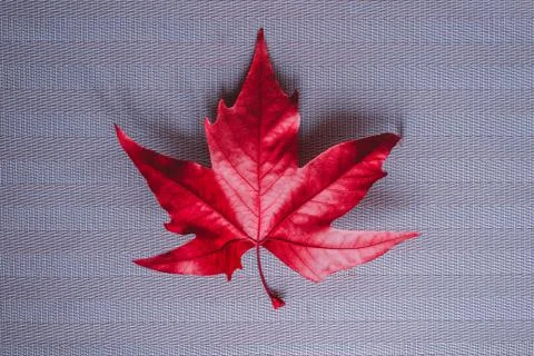 Bright red maple leaf on a gray background Stock Photos