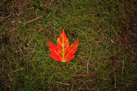 Bright red maple leaf on green grass Stock Photos