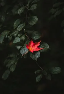 Bright red maple leaf laying on branch of dark green leaves in fall. Stock Photos