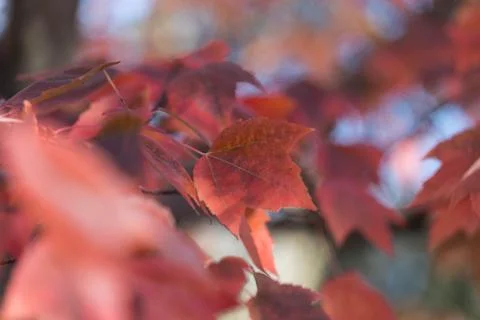 Bright red maple leaf in soft autumn sunlight Stock Photos