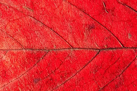 Bright red maple leave close-up. red leaf veined macro shot. Foto stock
