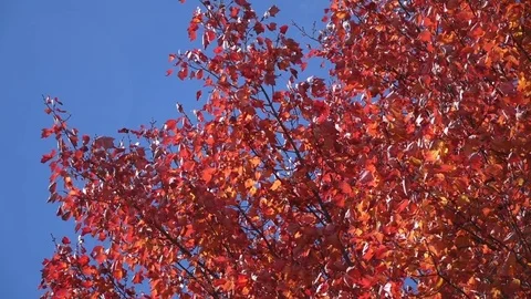 Bright red maple leaves against a blue sky Video stock 72320639