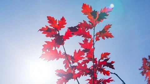 Bright red maple leaves on the background of a blue cloudless sky. RAW video Stock Footage 83072948