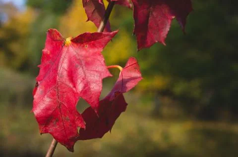 Bright red maple leaves close up on background of the autumn forest Stock Photos
