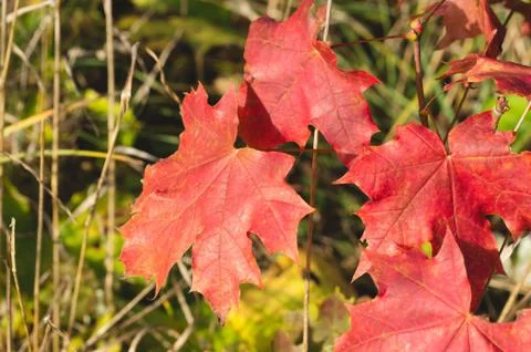 Bright red maple leaves close up on background of the autumn forest Stock Photos