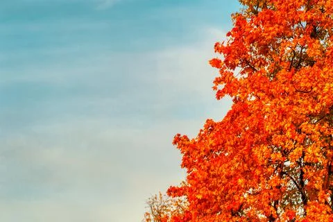 Bright red maple leaves in fall against clear blue sky. fall yellow maple lea Stock Photos