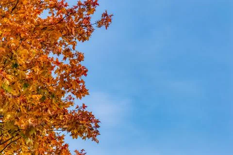 Bright red maple leaves in fall against clear blue sky. fall yellow maple lea Stock Photos