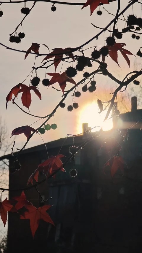 Bright red maple leaves glowing through against sun disk in autumn sky. Video stock 324972657