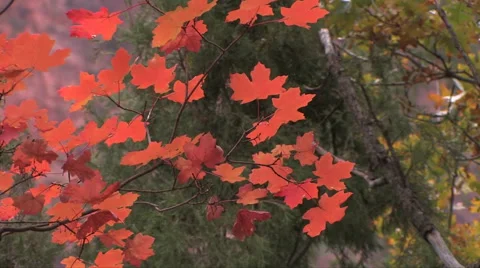 Bright red maple leaves show there autumn colors at Zion National Park 스톡 동영상 55734126