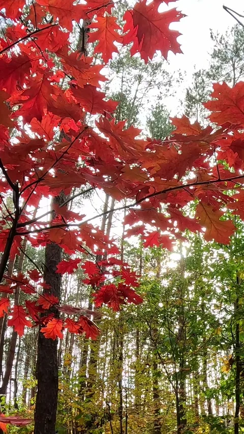 Bright red maple leaves swaying in gentle autumn sunlight Stock Footage 320265938