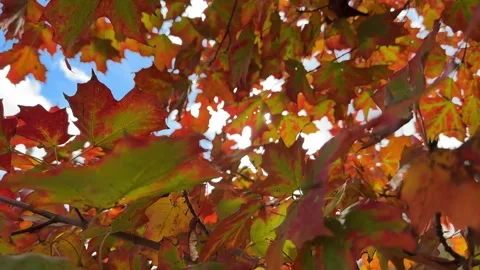 Bright red maple tree in autumn with sky and clouds, Canada. Autumn in the park Stock Footage 255089749