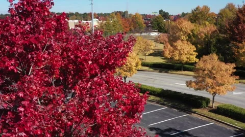 Bright Red Maple Tree Drone Aerial View Newnan Georgia USA Stock Footage 335666496