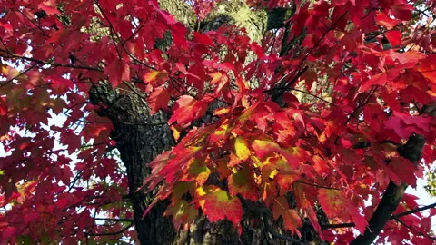 Bright Red Maple Tree Leaves in Wind Stock Footage 152804681