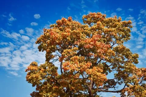Bright red maple tree leaves in autumn against the blue sky. Stock Photos