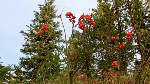 Bright red mountain berries Mirror Lake Mt. Hood Oregon Cascades 17 Stock Footage 81602288