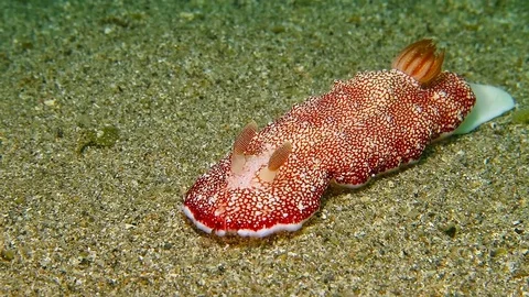 Bright red nudibranch underwater on the sandy bottom. Vídeos de archivo 90804589