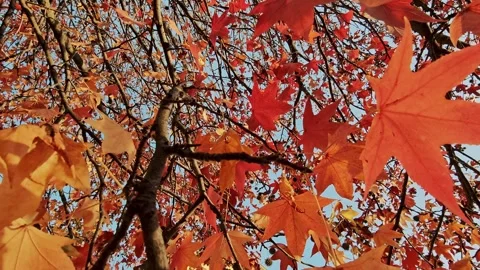 Bright red-orange maple leaves in closeup from below against light sky Video stock 324969314