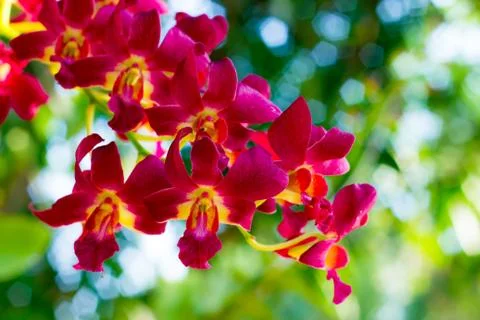 Bright red orchids Stock Photos