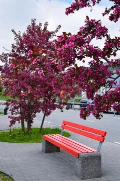 Bright red park bench under a blooming pink crabapple tree Stock Photos
