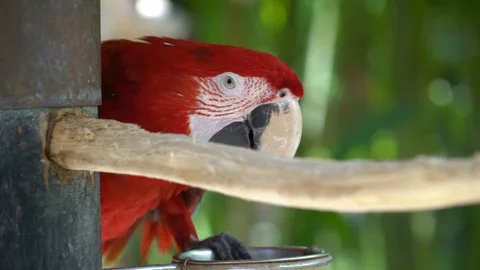 A bright red parrot eats food from a bowl. Stock Footage 112587438